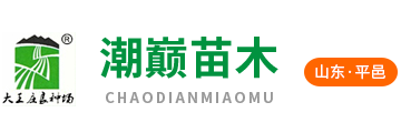 AAAAA-刺梨苗-东北红豆杉苗-长白山山葡萄苗-长白山软枣苗-占地大树苗-三代水果苗